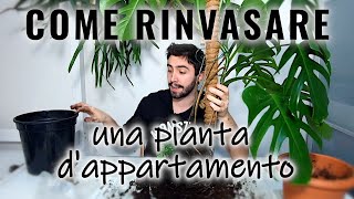 IMPARA A RINVASARE UNA PIANTA DA INTERNO [upl. by Iew]