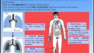 09Serous Membranes1Serous Membranes Anatomy Intro Dr Ahmed Kamal [upl. by Kciremed226]