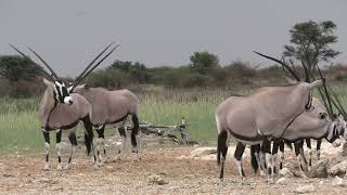 KALAHARI SOUTH AFRICA [upl. by Odnumyer]