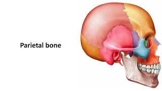 Parietal bone Prof Dr Md Ashfaqur Rahman [upl. by Cary223]