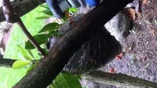 WASP NEST ON TREE REMOVAL [upl. by Asek]