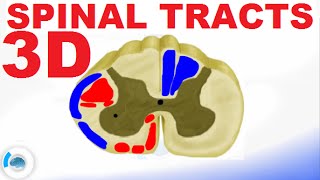 Gracilis Muscle  Function amp Origins  Human Anatomy  Kenhub [upl. by Concha]