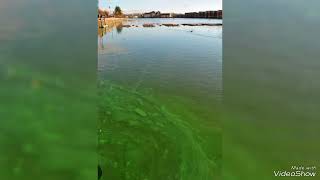 Blue green algae [upl. by Engelhart]