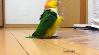 caique does a silly walk  looped [upl. by Farah]