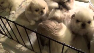 Hope and Dereks Pekingese puppies 5 weeks [upl. by Marina]