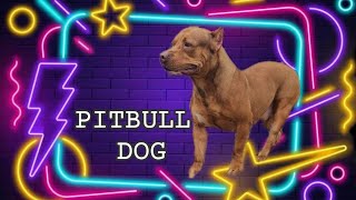 Funny Pitbull lekthebestkennel [upl. by Hartzell776]