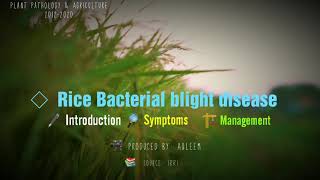 Rice bacterial Blight disease  Introduction  Symptoms  Management [upl. by Lema]