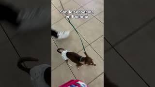 La sensación en el aeropuerto 🐶 [upl. by Asaert591]