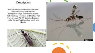 Beneficial Insect of the Week Braconid Wasp [upl. by Elokin]