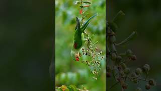 Parakeetbirds youtubeshorts birdsbeauty parrot [upl. by Fleck]