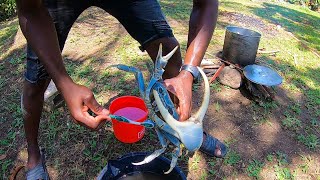 Crab Catch amp Cook Jamaican Style [upl. by Zeculon448]