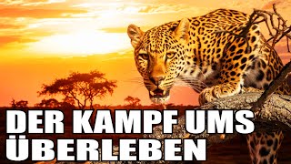 Afrikanische Savanne I Unbarmherzige Raubtiere und atemberaubende Landschaften [upl. by Magner188]