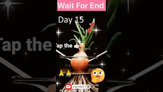 Onion plant Time Lapse😲😲timelapse plants onion shorts [upl. by Relyt549]