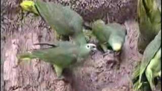 Wild Yellowcrowned Amazons in Manu Peru [upl. by Kohcztiy654]