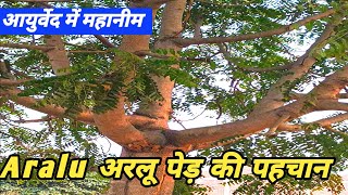 AraluAilanthus excelsaअरलू पेड़ की पहचानayurvedic fayde [upl. by Elahcim]