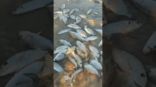 طريقة الصيد للمبتدئين بالجراف 👌🎣🐟🐠france funny reels Fisheoualidia123 oussama3h [upl. by Lehsreh780]