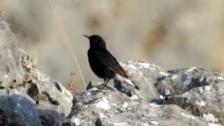 Black Wheatear Oenanthe leucura [upl. by Ecam]