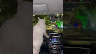 Mainecoon Cat exploring Hyderabad City 😻😻 citytour mainecooncats cat india [upl. by Assil]