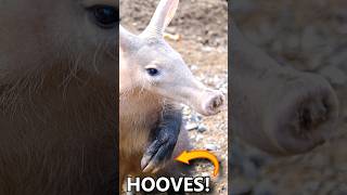 Aardvarks have HOOVES 🐎Animal Fact Files wildlife animalfacts animals animalshorts [upl. by Adlin]