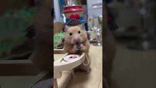 Castor Seed Surprise Hamster’s Reaction Caught on Camera hamsters 倉鼠 [upl. by Narej892]