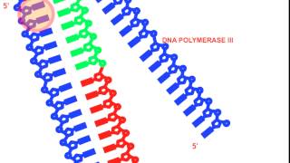 DNA Replication [upl. by Caldera454]