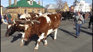 Oatlands Tasmania  Bullocks hauling the local wool clip down High Street [upl. by Denae]