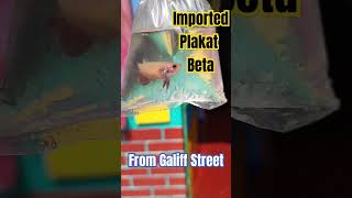 Gallia street se le aya naya Betta fish fish trending taubatauba beta betashorts [upl. by Eelirem]