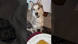 My husky loves to ask for my food husky cutedogs funnydog doglover dogshorts viralvideoshorts [upl. by Sheelah]