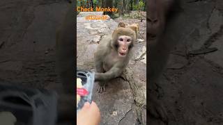 Extremely Intelligent Monkey  Crazy XY  shorts monkey youtubeshorts [upl. by Eltotsira]