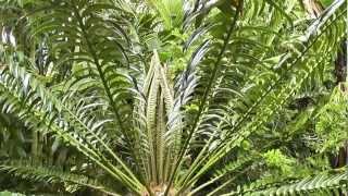 Encephalartos Large Cycad flushing [upl. by Anastas]