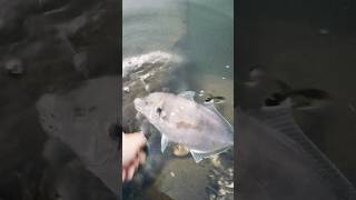 PB SILVER TREVALLY RELEASE fishing australia trevally catchandrelease pb release shorts [upl. by Porter]