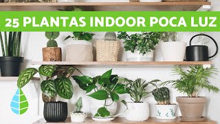 25 PLANTAS de INTERIOR RESISTENTES con POCA LUZ [upl. by Maze]