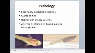 Intro to the Monogeneans Part II [upl. by Anitsua]