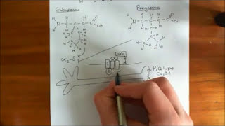 Gabapentin and Pregabalin Part 7 [upl. by Graner343]