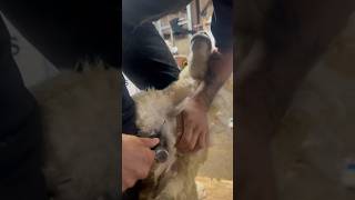 How to shear sheep [upl. by Ancier]