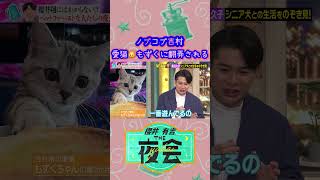 【夜会】吉村さんの愛猫😺もずくちゃんのお気に入りは！？ [upl. by Nelle819]