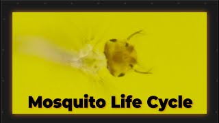 SHORT  The Mosquito Life Cycle [upl. by Madel121]