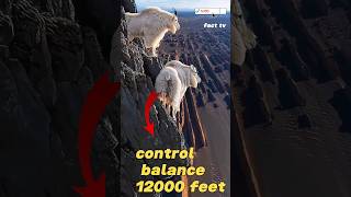 Unbelievable Jump Goat Leaps 12000 ft 😱goat animals Shots [upl. by Zalucki]