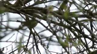 Siberian Chiffchaff Song [upl. by Jews]