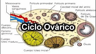 Ciclo Ovárico  Documental de Embriología [upl. by Esirehc940]