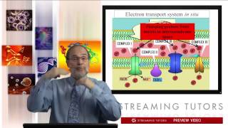 Biochemistry Oxidative Phosphorylation tutorial [upl. by Ennayehc620]