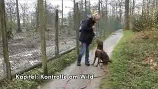 Antijagdtraining für Hunde mit AntijagdtrainingSpezialistin Pia Gröning [upl. by Assele]