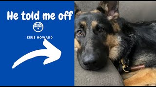 German Shepherd TALKING hilarious [upl. by Fern]