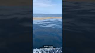 The Best Sound Fishing  Offshore Wilmington NC [upl. by Morgan]