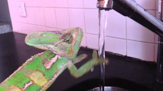 Chameleons and water [upl. by Kerad]