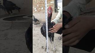 Aseel murga shorts youtubeshorts birds parrot chickenrecipe [upl. by Iarised]