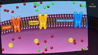 Types of Active transport  Membrane physiology animations [upl. by Tocs]