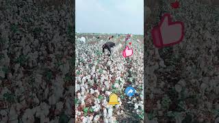 Cotton harvesting process [upl. by Hsizan]