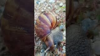 You Wont Believe the Amazing Uses of Snail Slime [upl. by Narf]