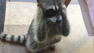 Cute Raccoon Begging [upl. by Harri]